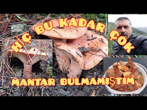 Gördes'te Mantar Bereketi. Bugüne kadar Bulduğum en iyi kanlıca mantarı toplama videosu.