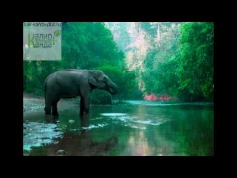 Растение калир канда и средство Калир-Канда Плюс