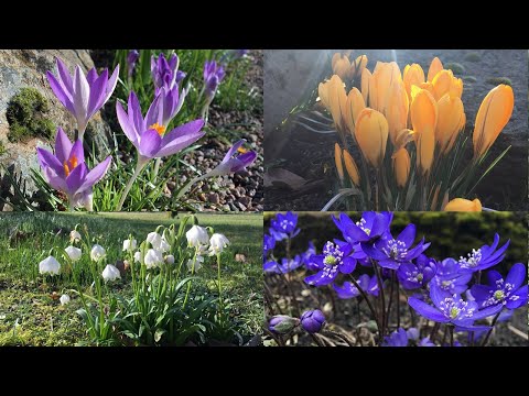 🌸ดอกไม้ต้นฤดูใบไม้ผลิ🌼  (early spring flowers)