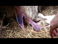 Perfect lambing 23.03.18