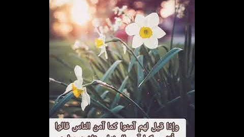 وإذا قيل لهم آمنوا كما آمن الناس قالوا أنؤمن كما آمن السفهاء ..تلاوه عطره محمد عبدالله العفيف