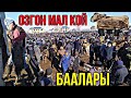 ӨЗГӨН Мал Базарында МАЛ КОЙлордун САТЫП Алынган РЕАЛДУУ Баалары 29/11/2020