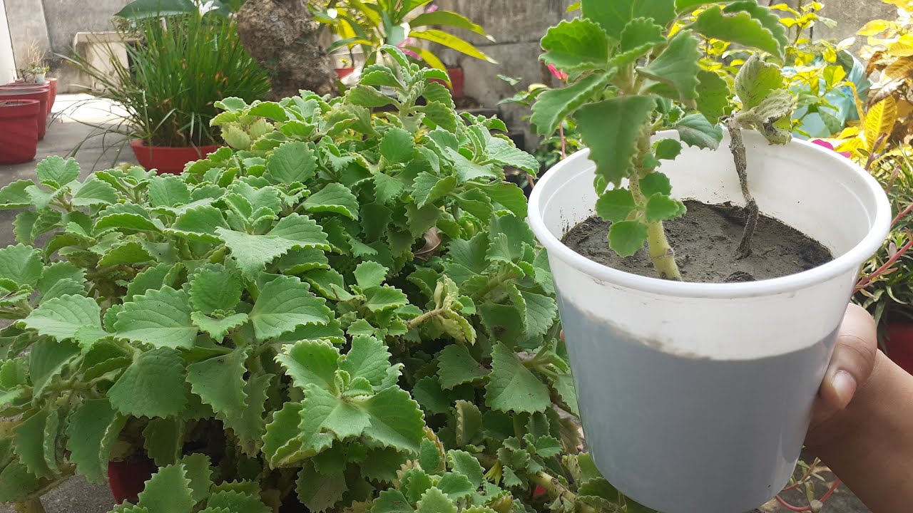 how to grow ajwain plant from cutting ajwain herb plant cutting