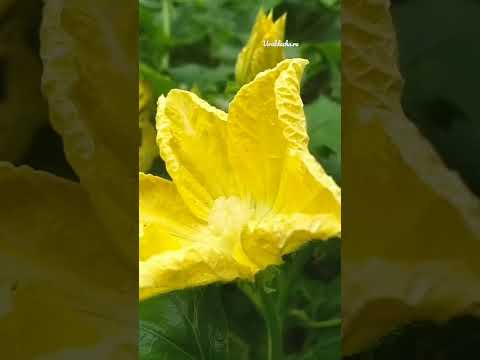 Видео: Растения-компаньоны тыквы – рекомендации по выращиванию растений, которые хорошо растут вместе с тыквой