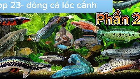 Tổng hợp phần 2 |  23/dòng cá lóc trên toàn thế giới - có rất nhiều loại độc lạ chưa từng gặp