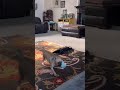 Cat and dog playing fetch