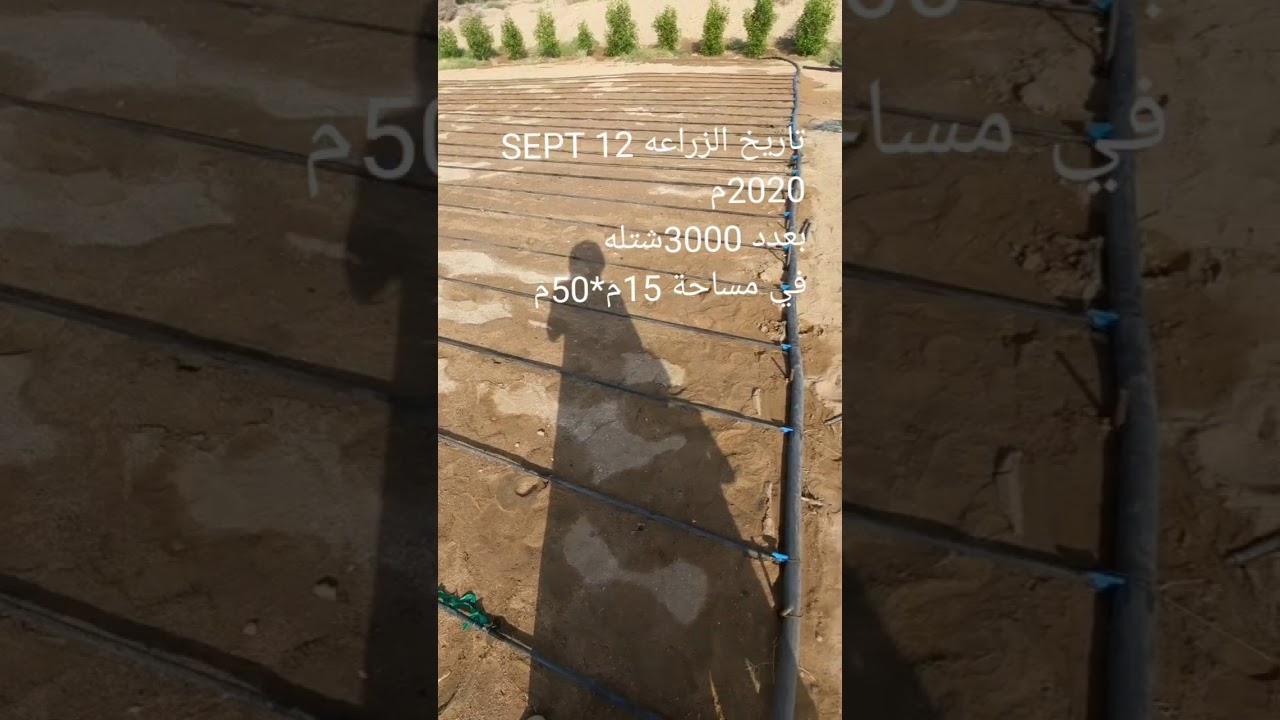 زراعة البونيكام من الألف الي الياء