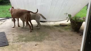 2 Big Dogs Playing