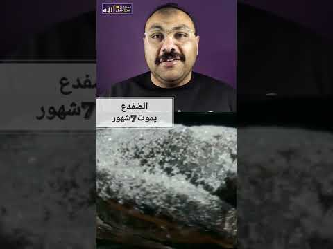 الضفدع يموت7شهور شئ غريب