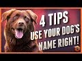 Dog Ignoring You? These 4 Dog Name Strategies Will Help!