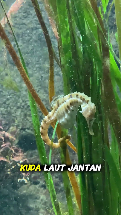 Kenalan dengan Kuda Laut, Si Jantan yang Melahirkan!