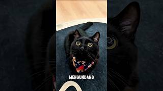 Ketukan Misterius di Tengah Malam 😨🐈 #shorts #kucing
