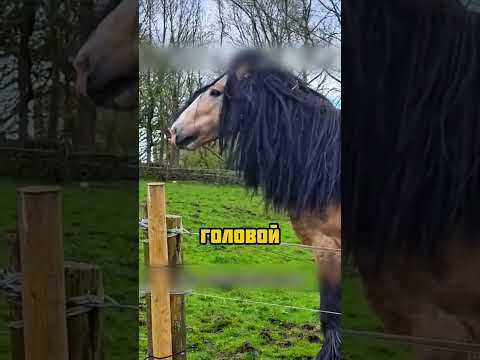 Стрижка лошадей