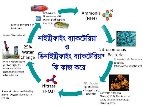 ভিডিও: ব্যাকটিরিয়া কী ধরনের হয়?