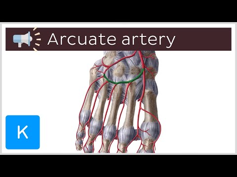 Arcuate artery | Anatomical Terms Pronunciation by Kenhub