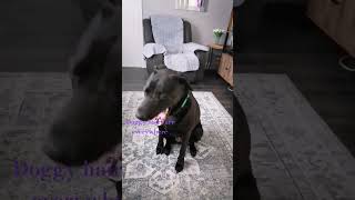 SHEDDING doggy hairs #dog #pets #funny #shortvideo