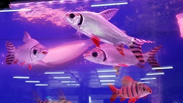 Tham quan tiệm cá cảnh LỚN NHẤT ở Sài Gòn | The biggest fish shop in Ho Chi Minh City