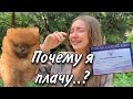 Еду выбирать щенка шпица🥰