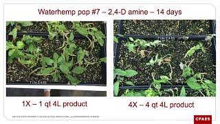 Waterhemp resistance in Ohio waterhemp populations