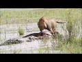 Tug of war between sand river male lion and crocodile...