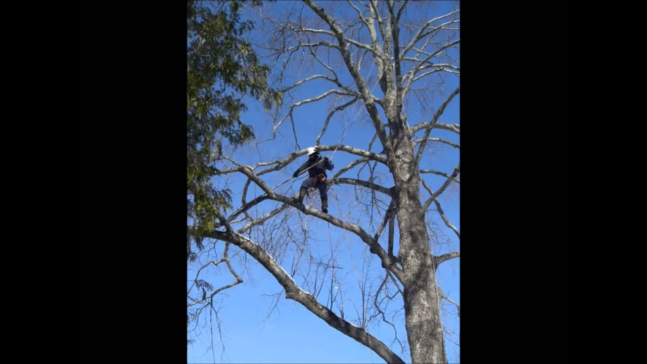 Cliff Side Tree Hazard Tree Removal, Explained