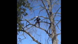 Cliff Side Tree Hazard Tree Removal, Explained