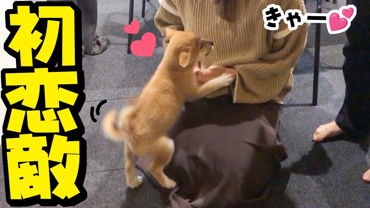 兄たんの彼女と子犬が初対面！恋敵との再会の姉犬ちくわの反応は如何に！
