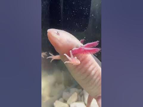 Регенерация у аксолотлей #аксолотль #axolotl - YouTube