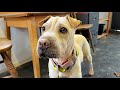 Nala the sharpei at north clwyd animal rescue