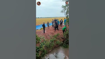 Quá nhiều người cho một đống lúa nhỏ xíu