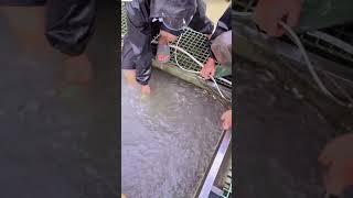 Fishing 🎣 fish video #fishing #fish #fishingvideo