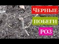 Розы после зимы ! почернели побеги. Не спешите выкапывать. Реанимация. Roses after winter!