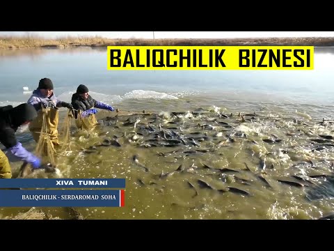 Video: Serbiyalik Guruch Baliq Bilan