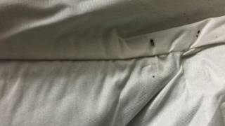 Carpet Beetle or Bed Bugs in Allenwood, NJ