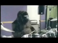 oneeyegorilla.wm...