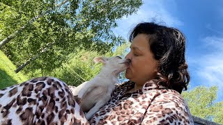 видео: Собачья жизнь🐕 Аллергия от корма.. на какой поменяла * Не покупайте этот карабин || Умерла моя ЛиЛи😢 картинка: Собачья жизнь🐕 Аллергия от корма.. на какой поменяла * Не покупайте этот карабин || Умерла моя ЛиЛи😢