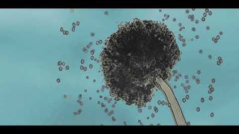 Bio-inspired Innovation Mini-Lecture