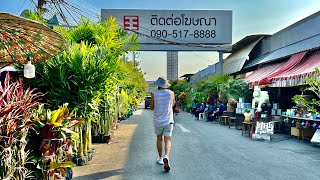Bangkok's Popular Weekend Market Sells Plants on Weekdays (Chatuchak Market)