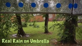 ASMR Real Rain drops on plastic umbrella (No talking) Walking in yard with rain and nature sounds