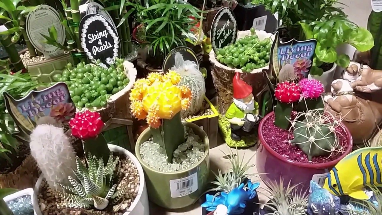 43 palabra clave  Último Gratis