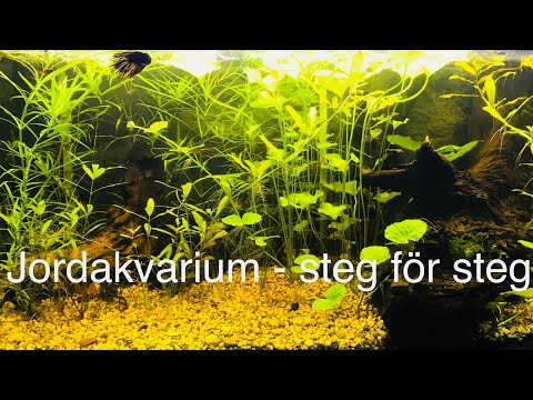Video: Hur Man Odlar Akvarieväxter