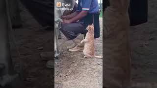 قطة مضحك cat