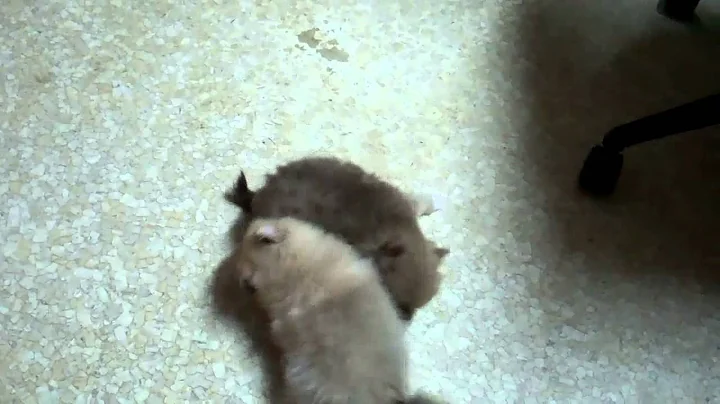 For Sale: Pom Pups...From Dawn to Dusk 770.886.2401