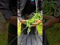 Dozens of Snakes Inside His Sweater 😱 You Won’t Believe This!