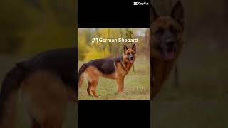 Part 1 of top 20 dog breeds of 2024 #dogs