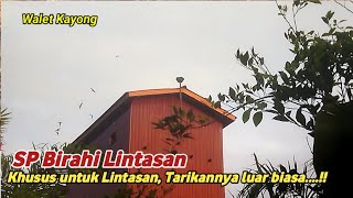 SP BIRAHI LINTASAN || Suara Walet Terbaik 2022