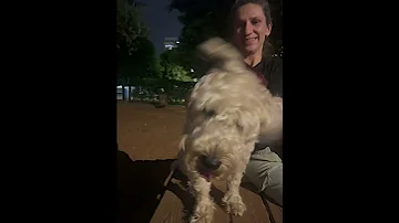 Simba S Funny Ears Puppy Shortvideo Doglife Short Shortsyoutube Shorts 