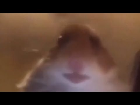 hamster-webcam-meme-compilation