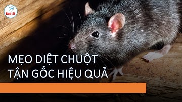 Mẹo đuổi hết chuột - DIỆT CHUỘT tận gốc đơn giản tại nhà