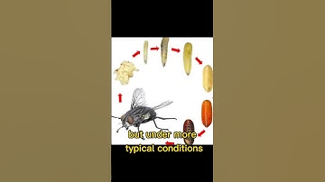 "The Short Life of a House Fly"